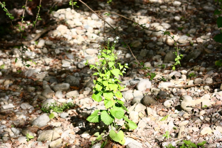 Alliaria petiolata (M. Bieb.) Cavara & Grande